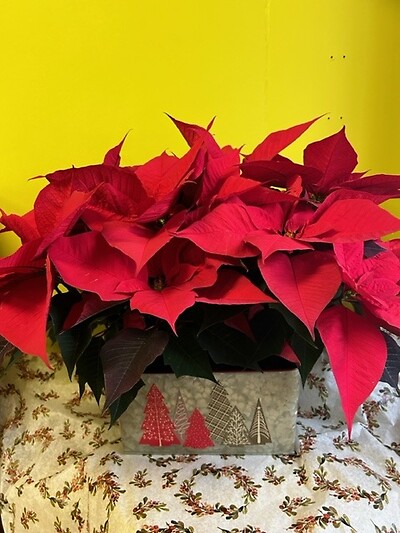 Wintery Trees Poinsettia Tin