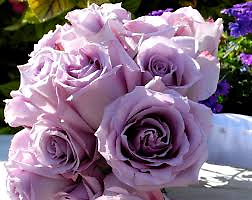 9 Lavendar Roses