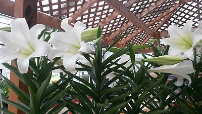 Easter Lilies