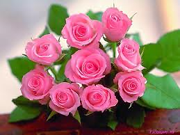 9 Pink Roses