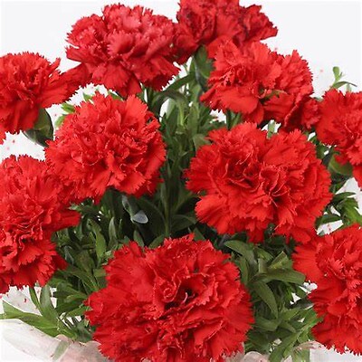 One Dozen Red Carnations