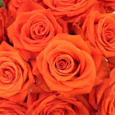 One Dozen Orange Rose Bouquet