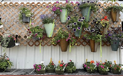 Photos Inside our Greenhouse Spring 2023