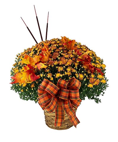 12&quot; Decorated Hardy Mum