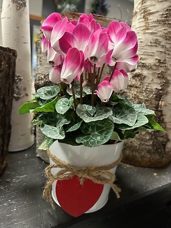 Single Cyclamen Plant 4 1/2&quot;