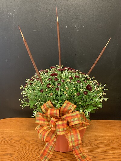 8&quot; Decorated Hardy Mum