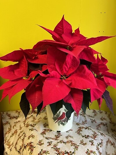 Christmas Cardinal Poinsettia Tin