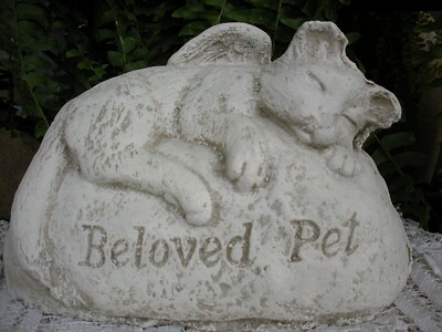 Beloved Pet for Cat