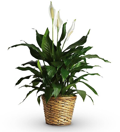 10&quot; Peace Lily Plant in a Basket