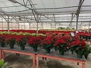 Photos Inside Our Greenhouse Christmas 2022