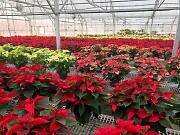 Photos Inside Our Greenhouse Christmas 2022