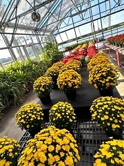 Photos of Inside Our Greenhouse Fall 2022