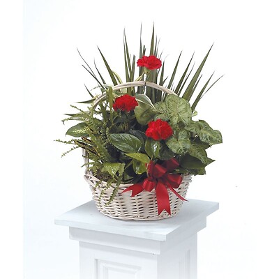 Planter with Fresh Cut Red Flowers
