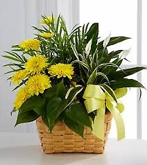 Planter with Fresh Cut Yellow Flowers