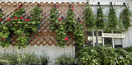 Photos Inside our Greenhouse Spring 2023