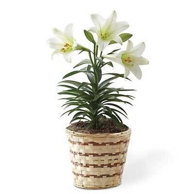 White Lily Plant In a Basket