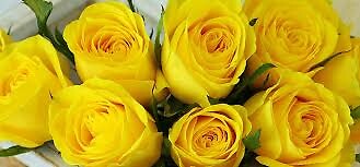 9 Yellow Roses